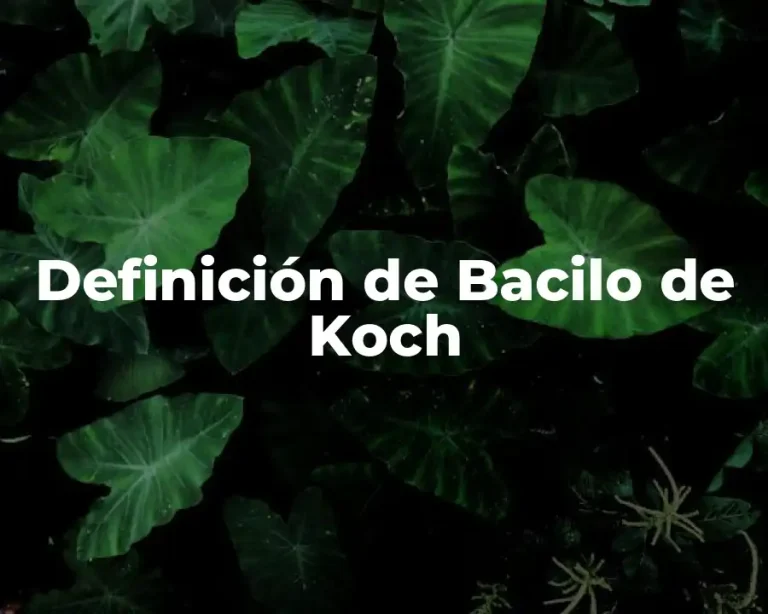 Definición de Bacilo de Koch