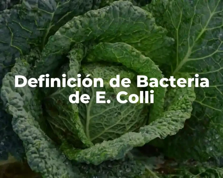 Definición de Bacteria de E. Colli