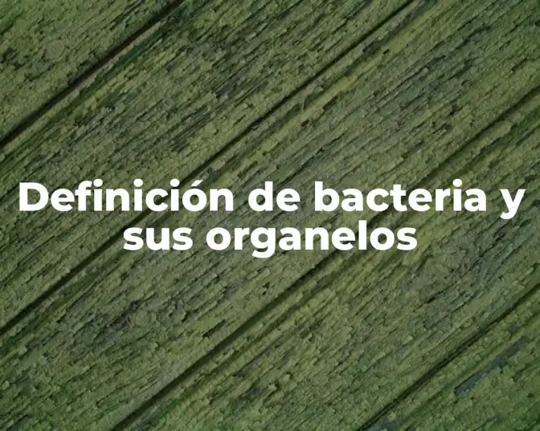 Definición de bacteria y sus organelos