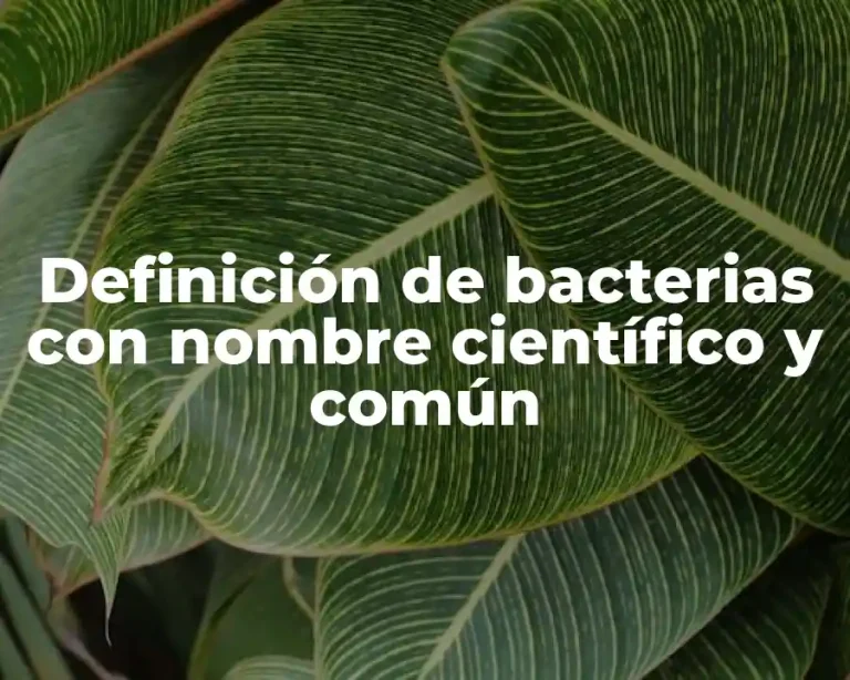 Definición de bacterias con nombre científico y común