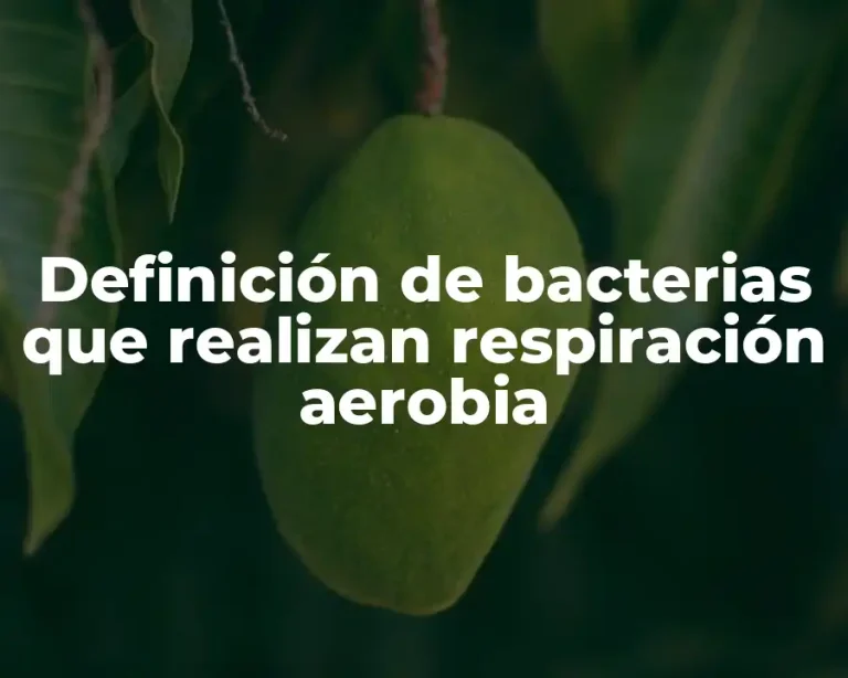 Definición de bacterias que realizan respiración aerobia