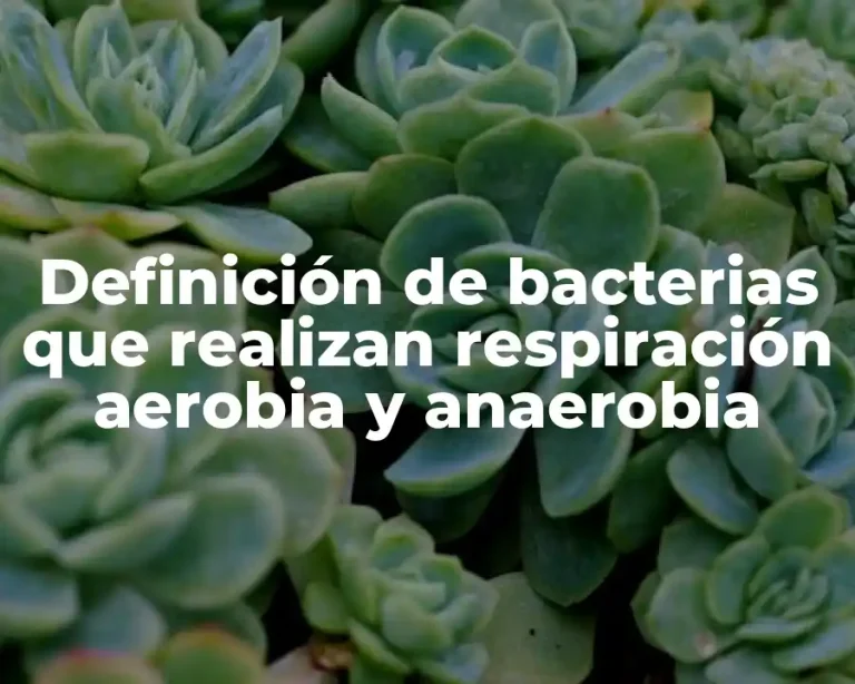 Definición de bacterias que realizan respiración aerobia y anaerobia