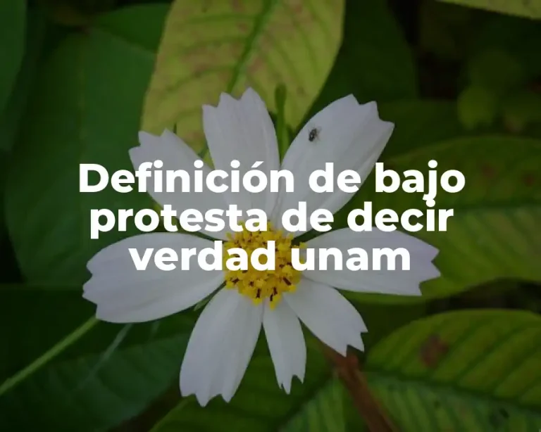Definición de bajo protesta de decir verdad unam