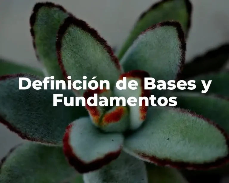 Definición de Bases y Fundamentos