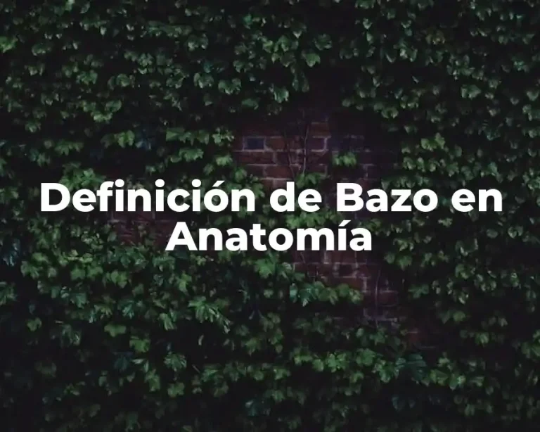 Definición de Bazo en Anatomía