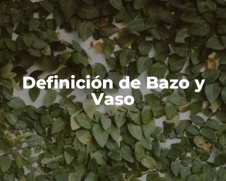 Definición de Bazo y Vaso