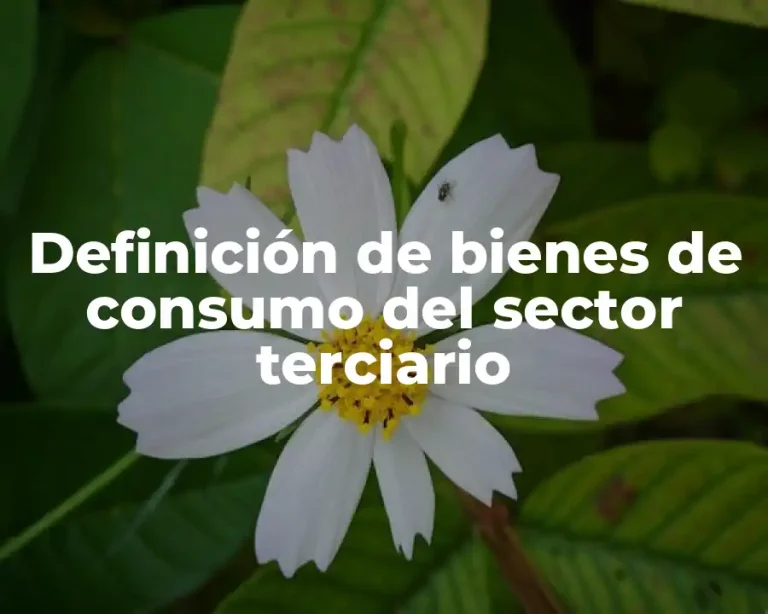 Definición de bienes de consumo del sector terciario
