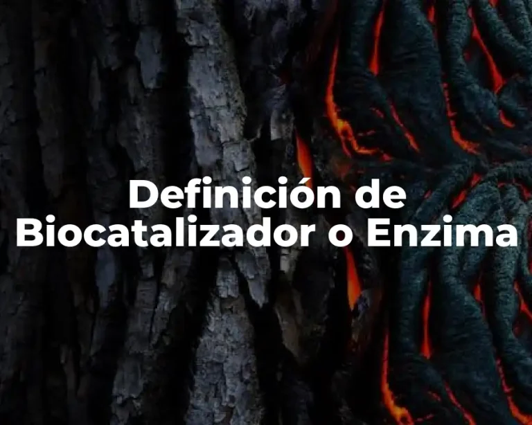 Definición de Biocatalizador o Enzima