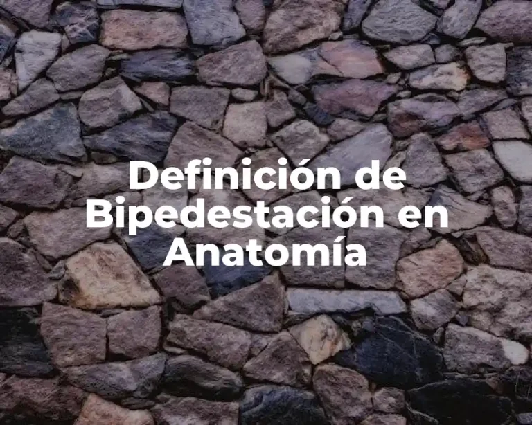 Definición de Bipedestación en Anatomía