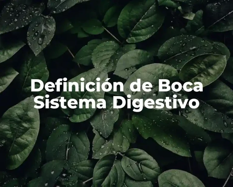 Definición de Boca Sistema Digestivo