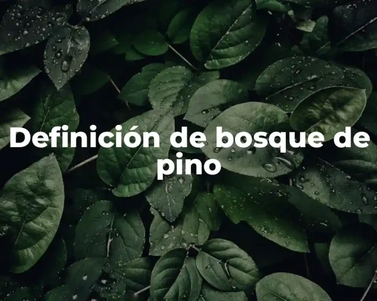 Definición de bosque de pino