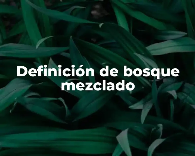 Definición de bosque mezclado