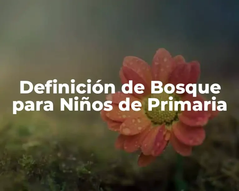 Definición de Bosque para Niños de Primaria