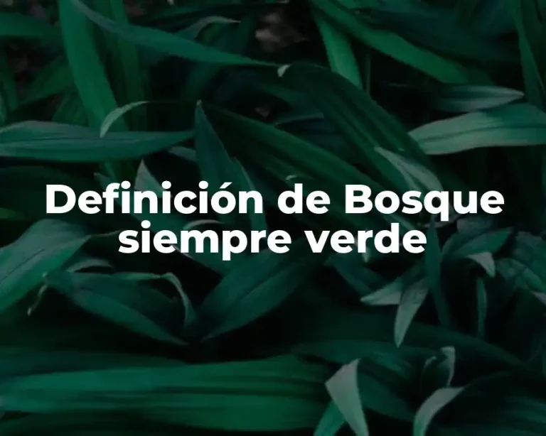 Definición de Bosque siempre verde