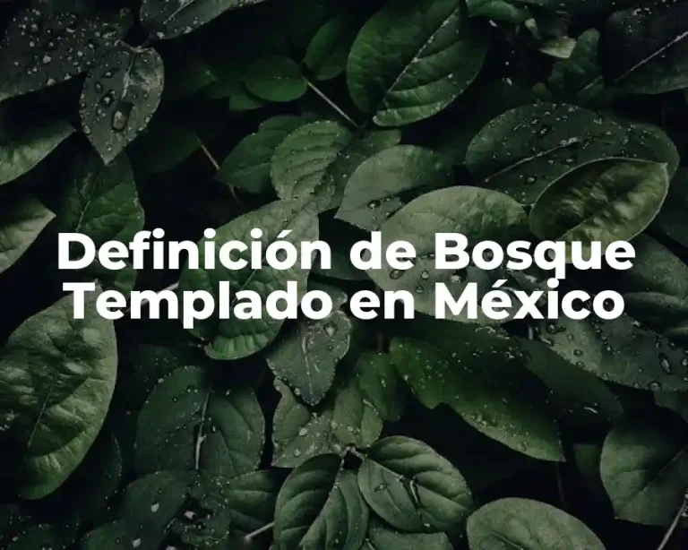 Definición de Bosque Templado en México