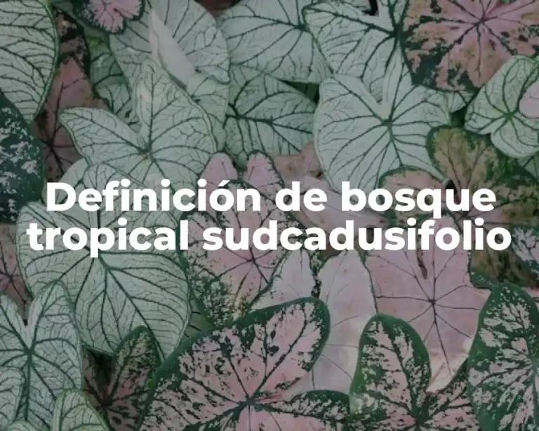 Definición de bosque tropical sudcadusifolio