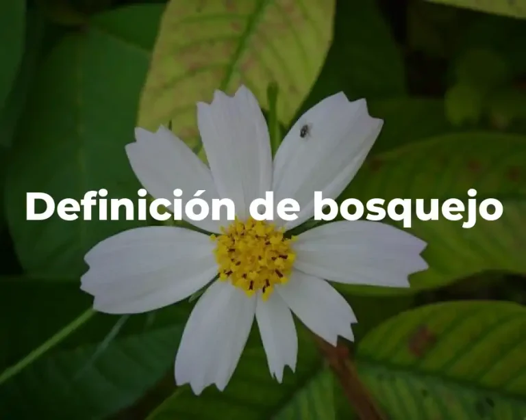 Definición de bosquejo