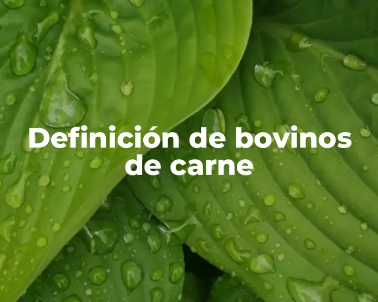 Definición de bovinos de carne