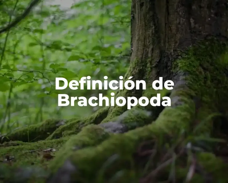 Definición de Brachiopoda