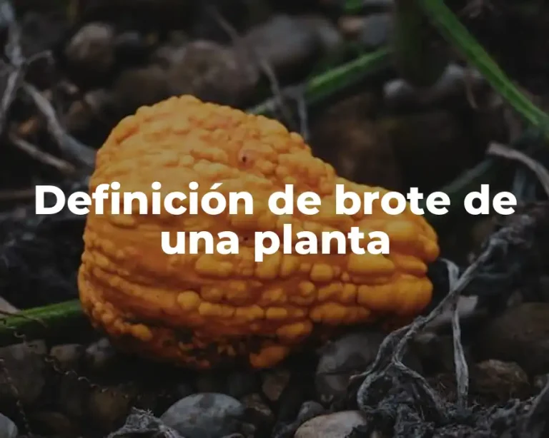 Definición de brote de una planta