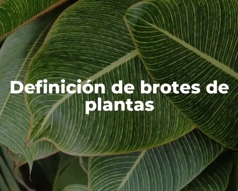 Definición de brotes de plantas
