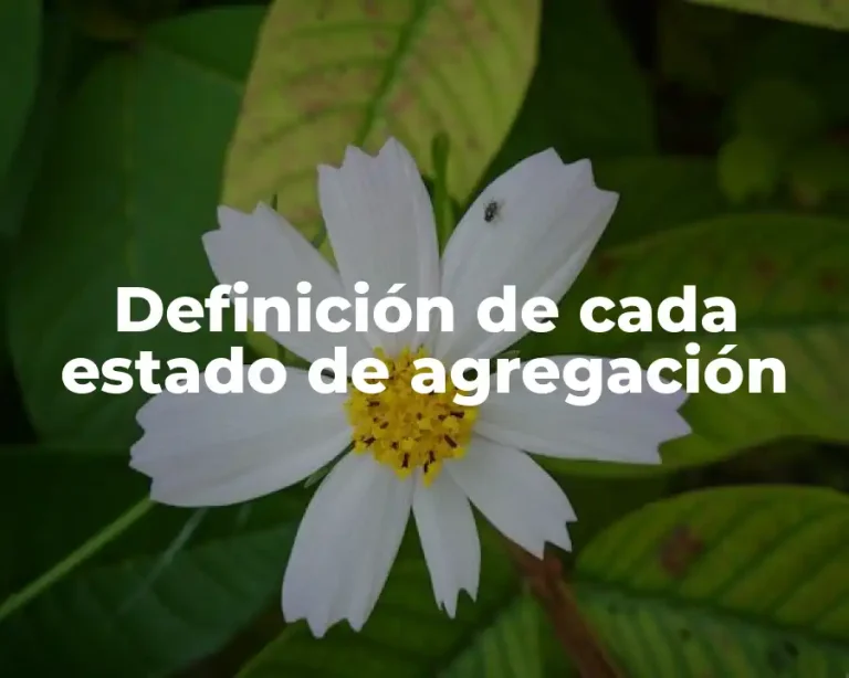Definición de cada estado de agregación