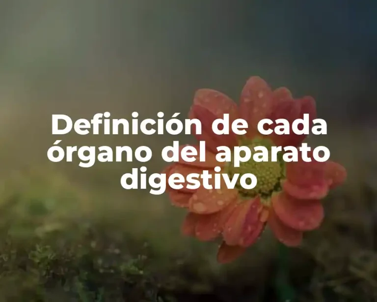 Definición de cada órgano del aparato digestivo