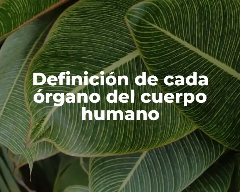 Definición de cada órgano del cuerpo humano
