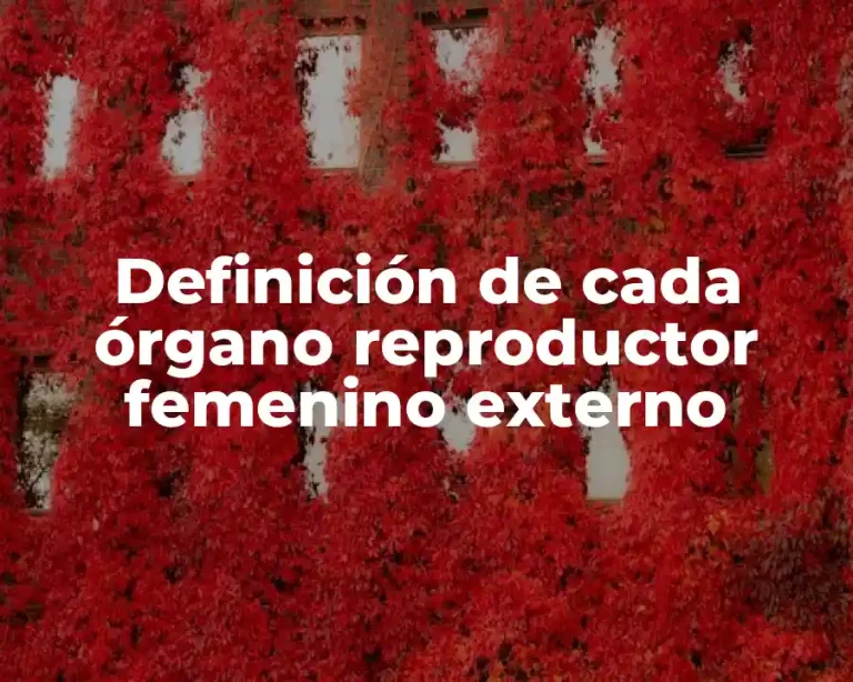 Definición de cada órgano reproductor femenino externo