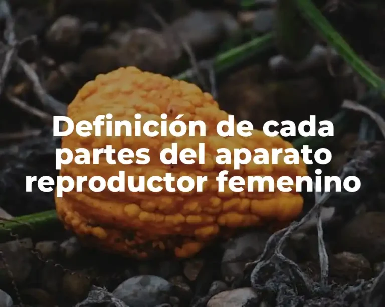 Definición de cada partes del aparato reproductor femenino
