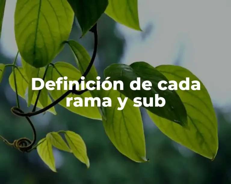Definición de cada rama y sub