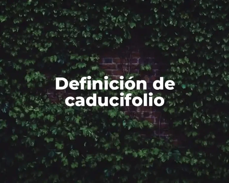 Definición de caducifolio
