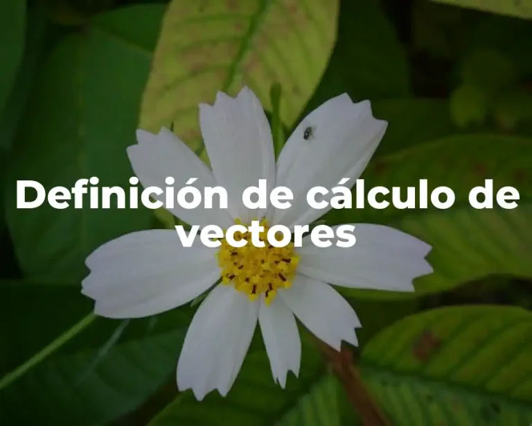 Definición de cálculo de vectores