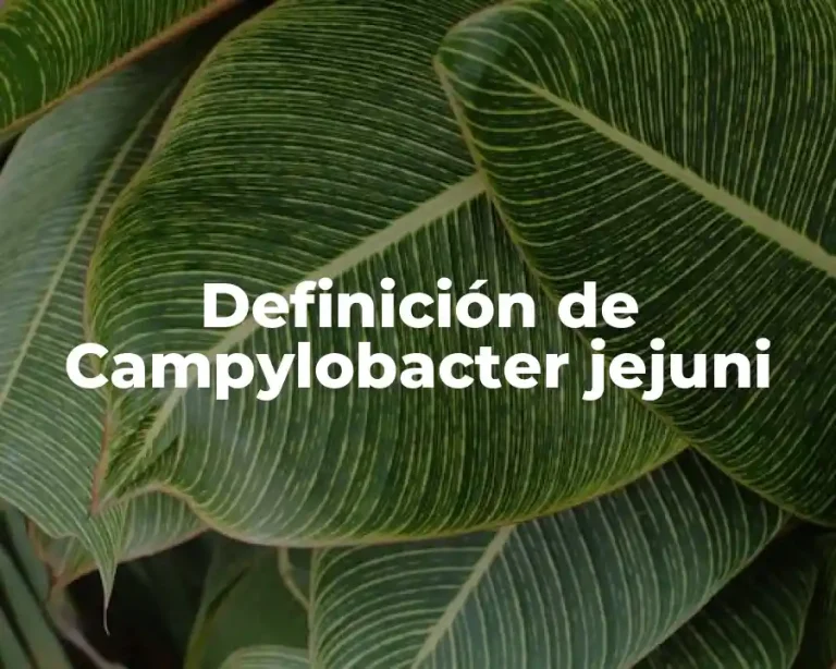 Definición de Campylobacter jejuni