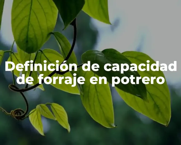 Definición de capacidad de forraje en potrero