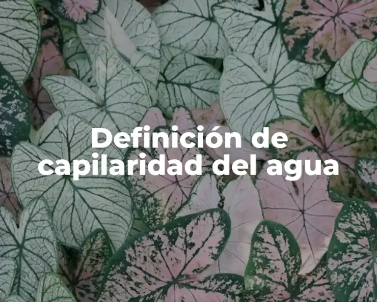 Definición de capilaridad del agua