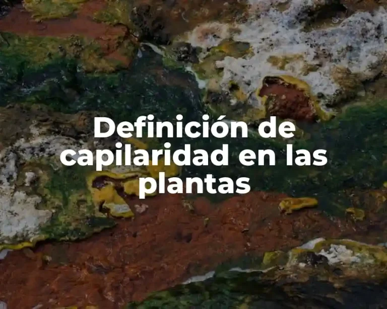 Definición de capilaridad en las plantas