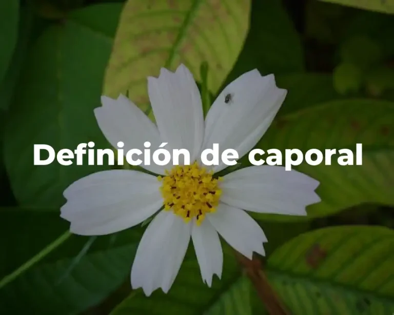 Definición de caporal