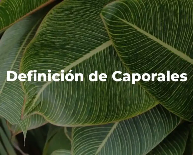Definición de Caporales