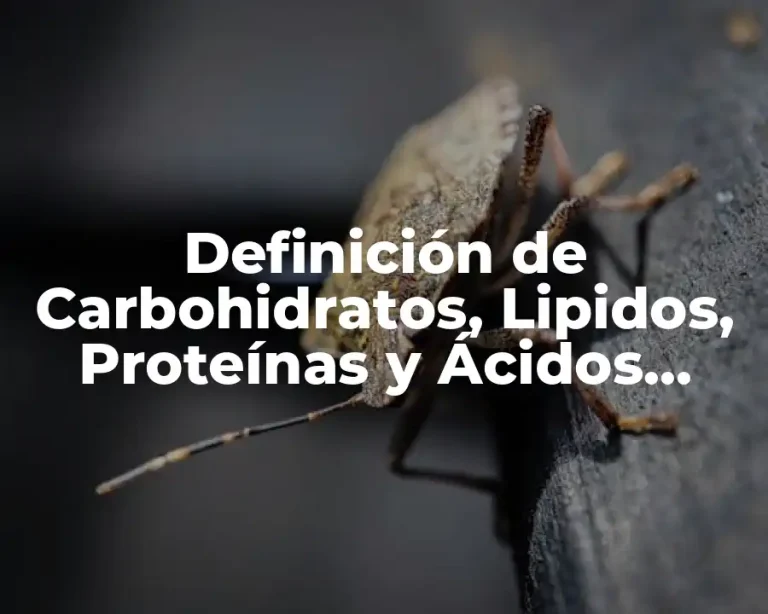 Definición de Carbohidratos, Lipidos, Proteínas y Ácidos Nucleicos