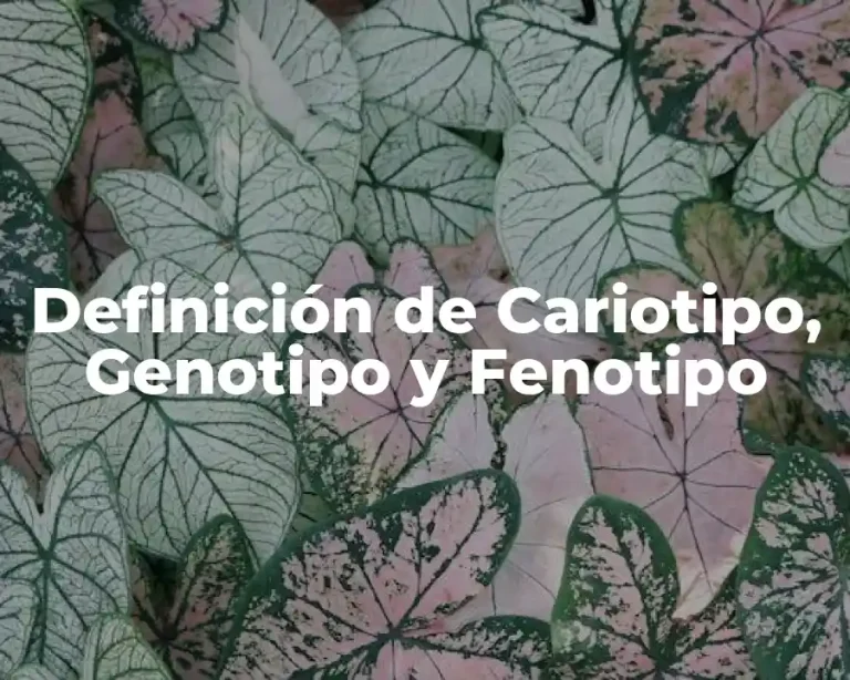Definición de Cariotipo, Genotipo y Fenotipo