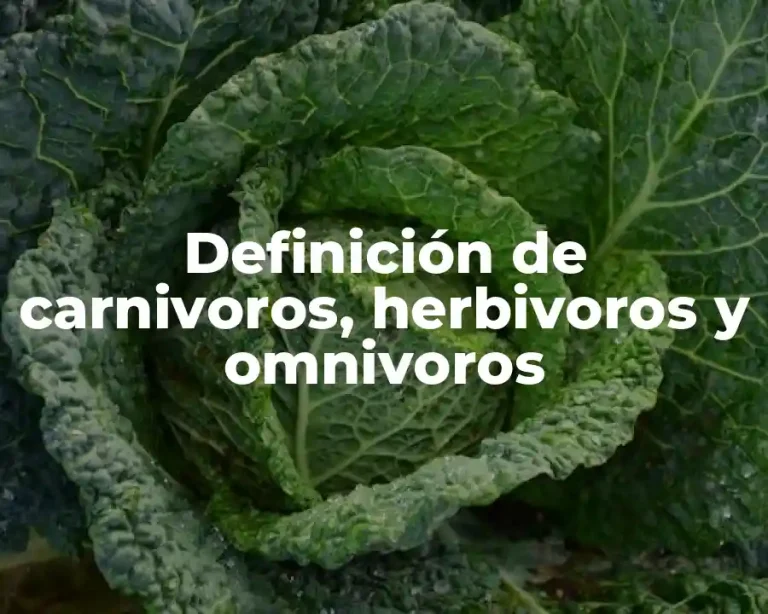Definición de carnivoros, herbivoros y omnivoros