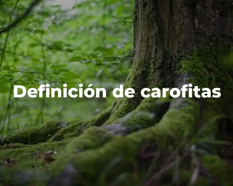 Definición de carofitas