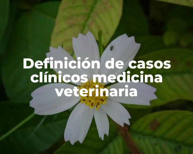 Definición de casos clínicos medicina veterinaria