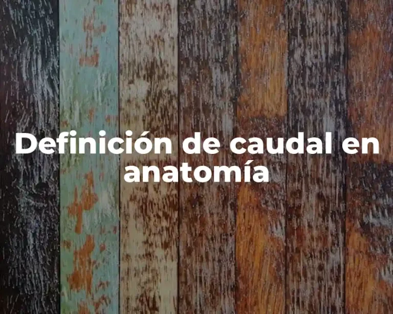 Definición de caudal en anatomía