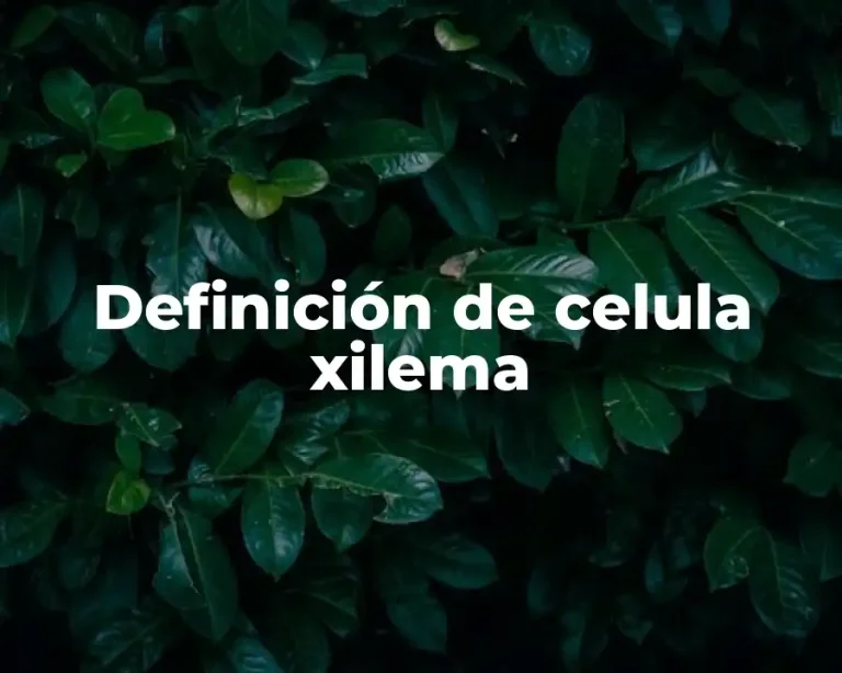 Definición de celula xilema