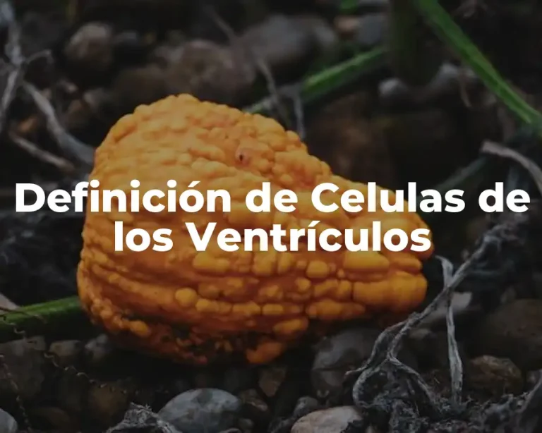 Definición de Celulas de los Ventrículos