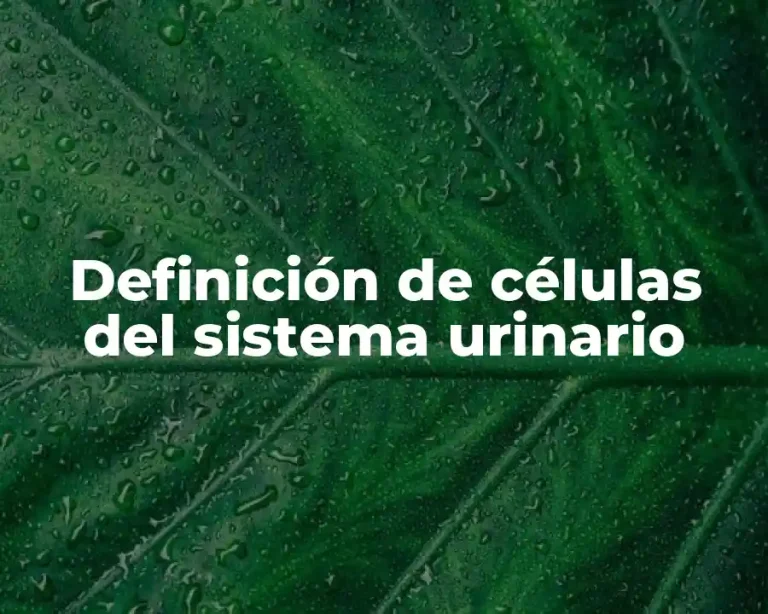 Definición de células del sistema urinario
