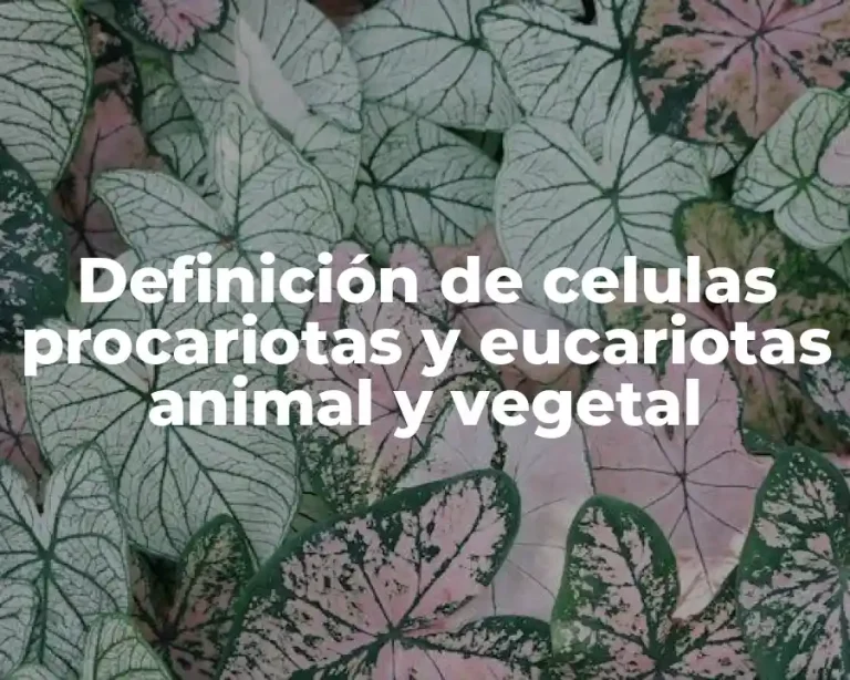 Definición de celulas procariotas y eucariotas animal y vegetal