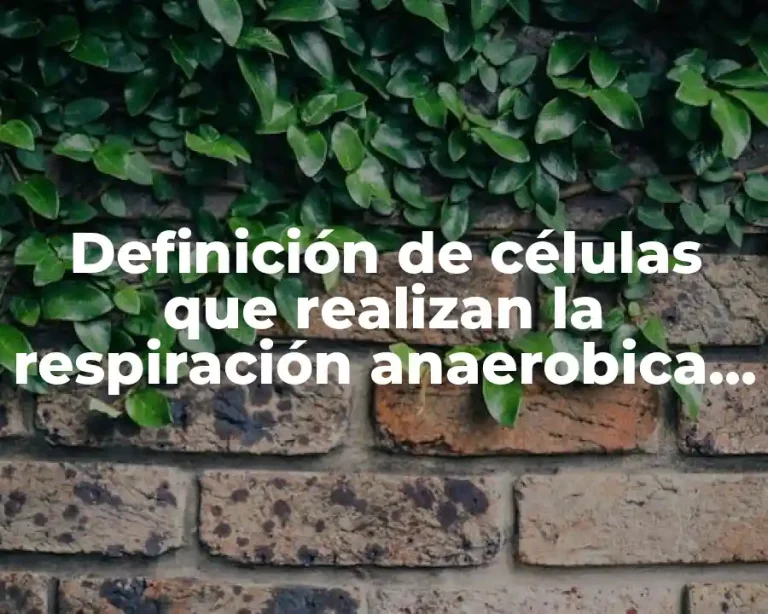 Definición de células que realizan la respiración anaerobica y aerobica